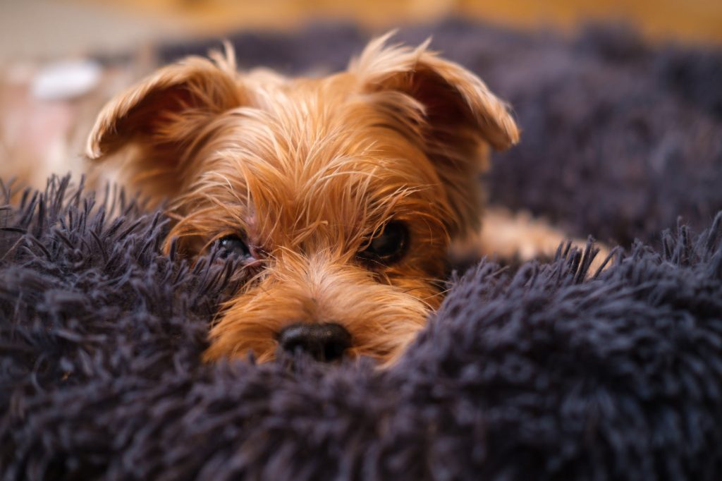 head of little dog on blanket
