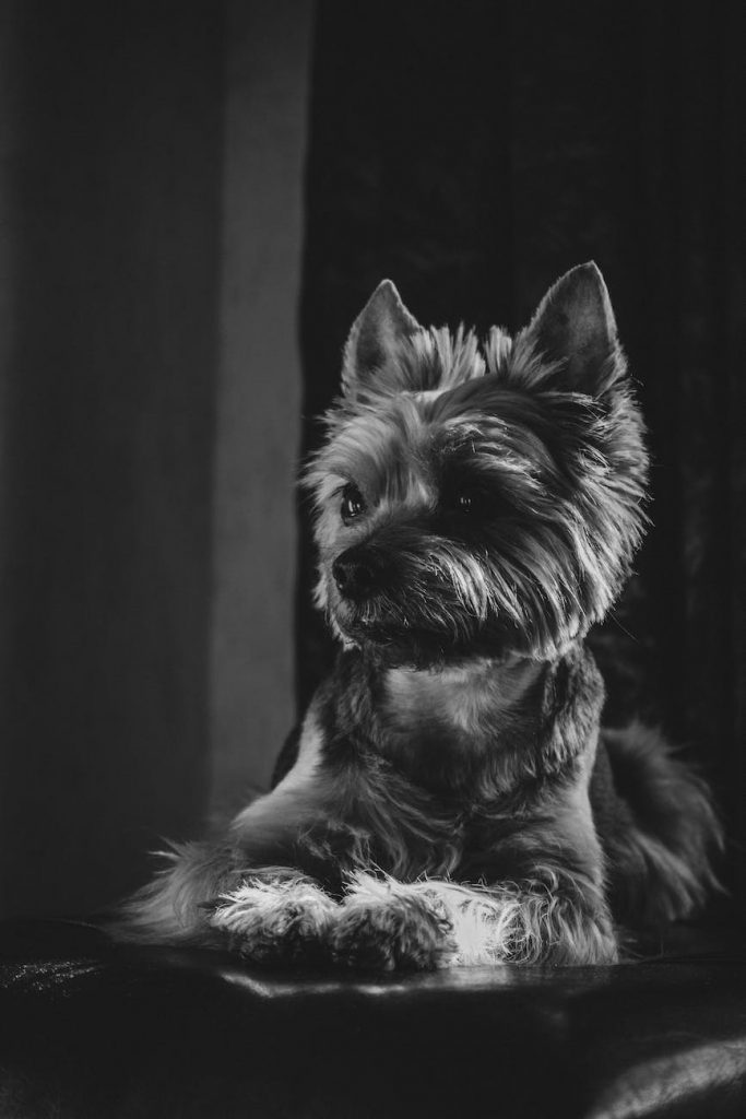 grayscale photo of yorkshire terrier