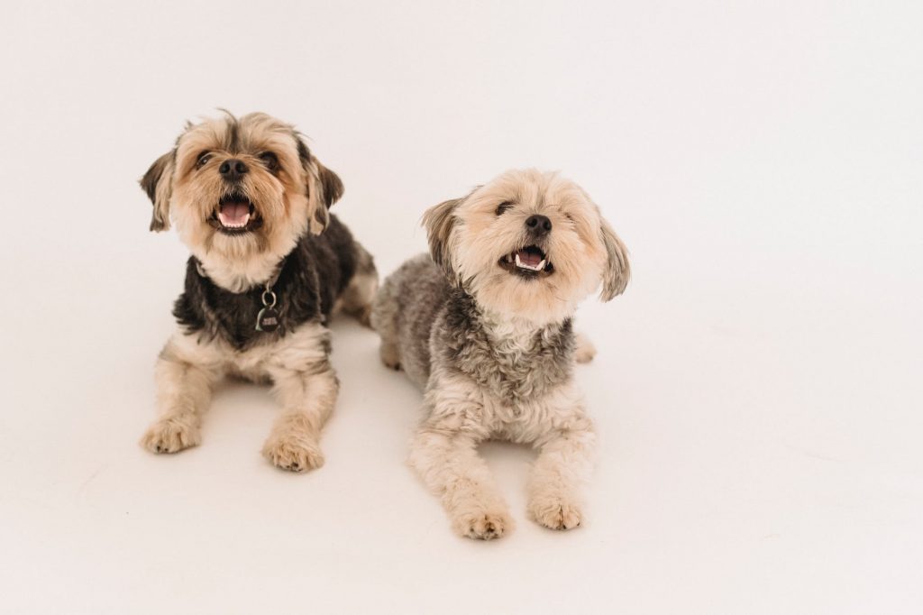 adorable happy yorkshire terrier dogs in studio