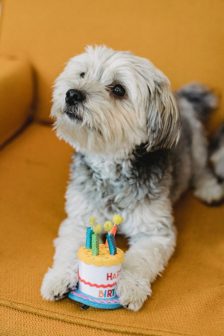 cute puppy with fake birthday cake