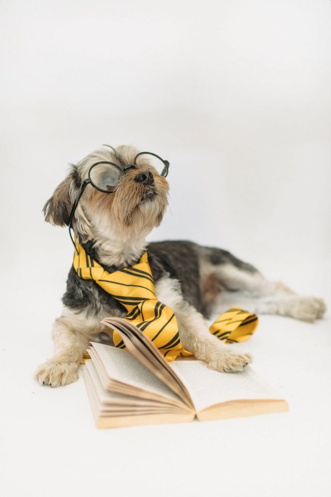 dog wearing eyeglasses