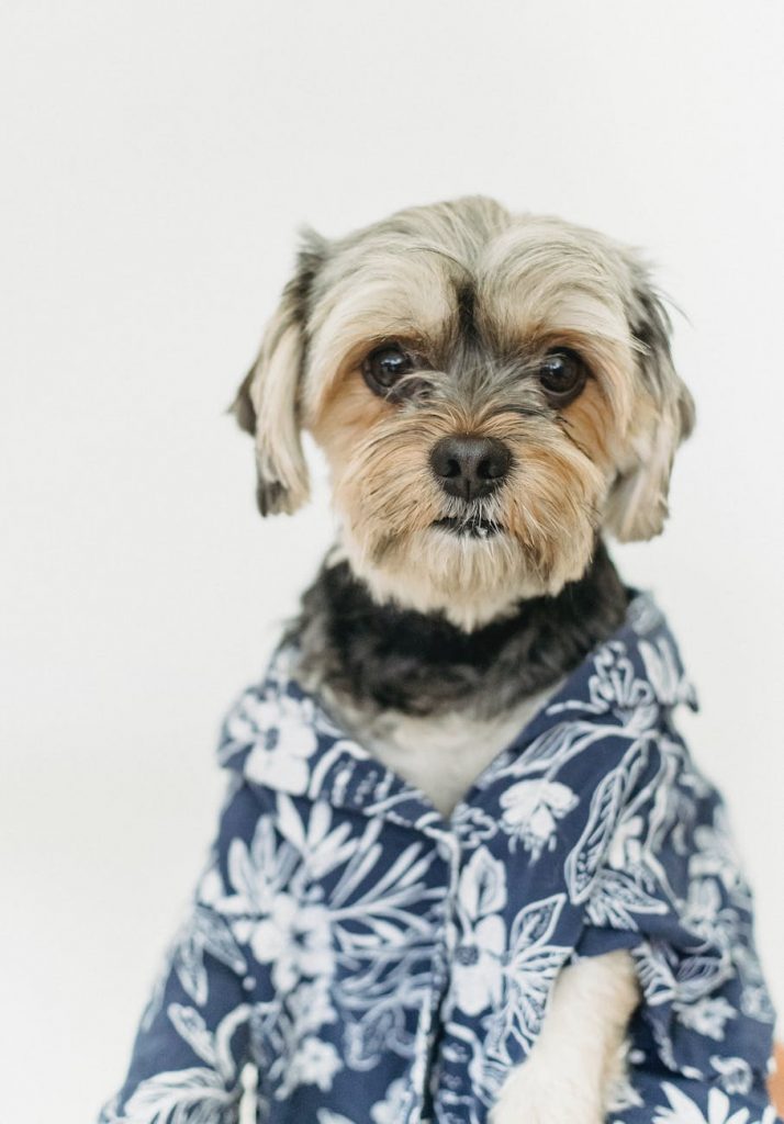 adorable dog portrait on a studio shot