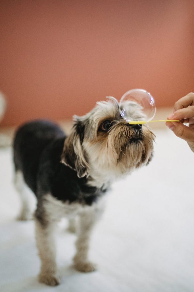 yorkshire terrier with bubble on its snoute