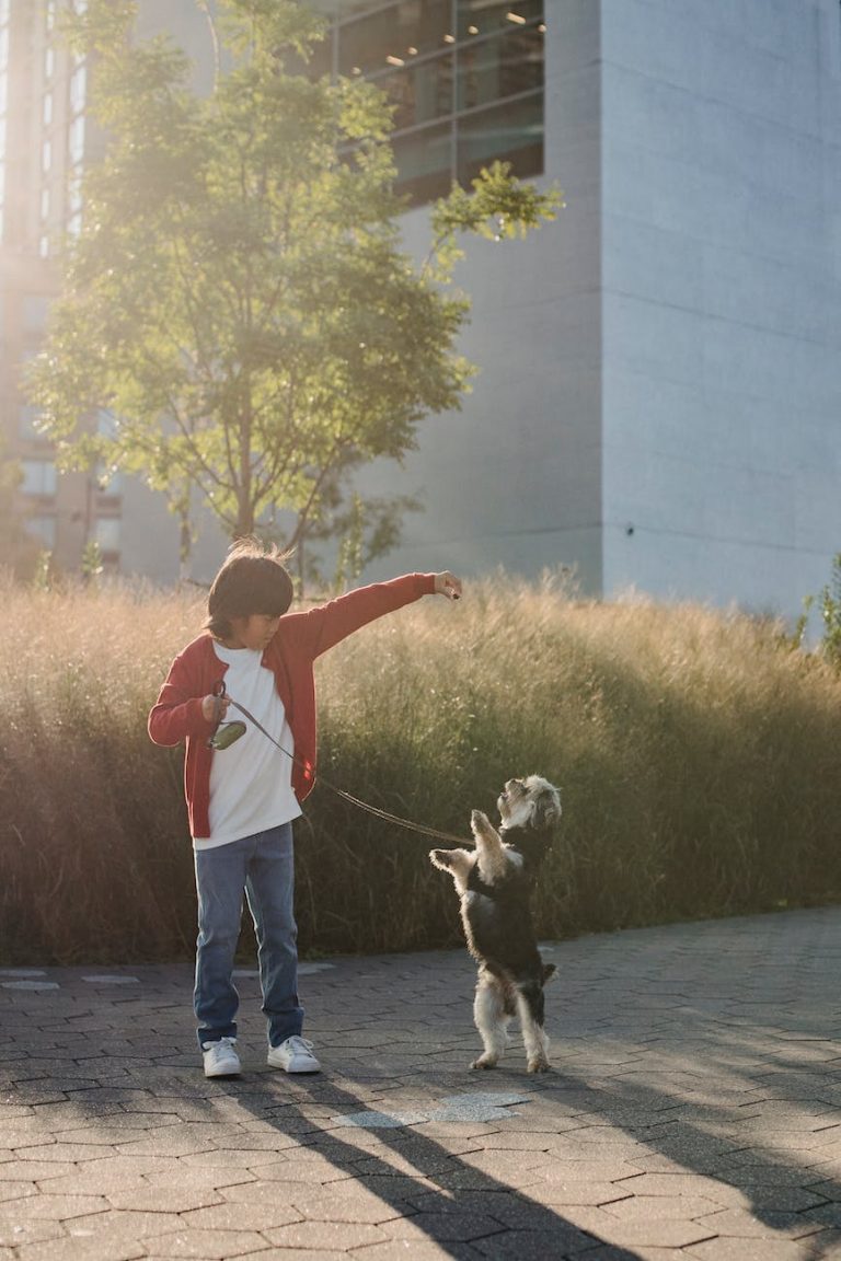 child training dog to stand on city street
