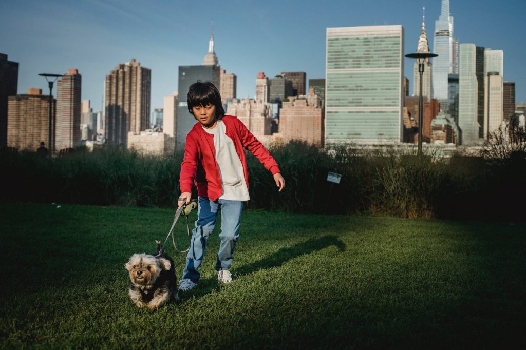 asian boy walking fast dog on lawn in city