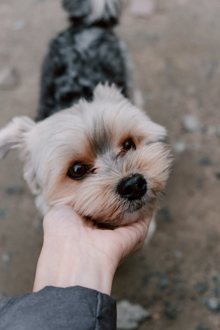 person holding white and brown long coated small dog