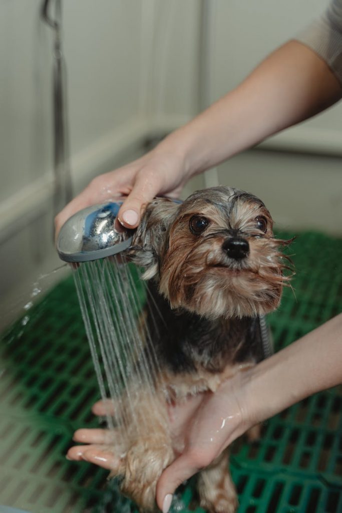close up photo of bathing of dog