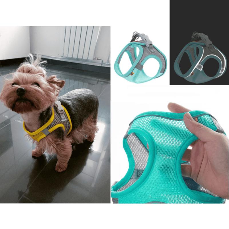 harness for a yorkie