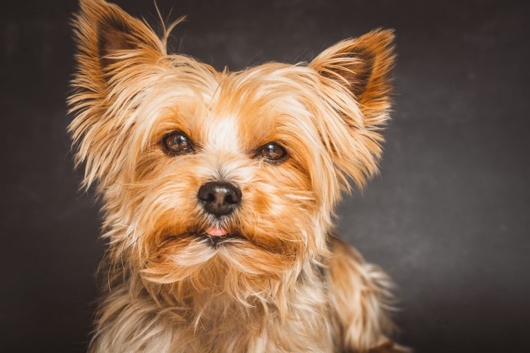 yorkshire-terrier-ge73ab702a_1920