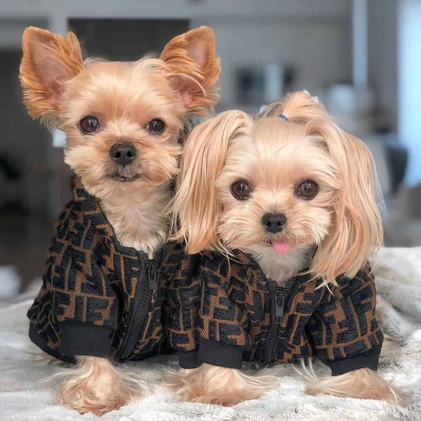 yorkie winter clothes