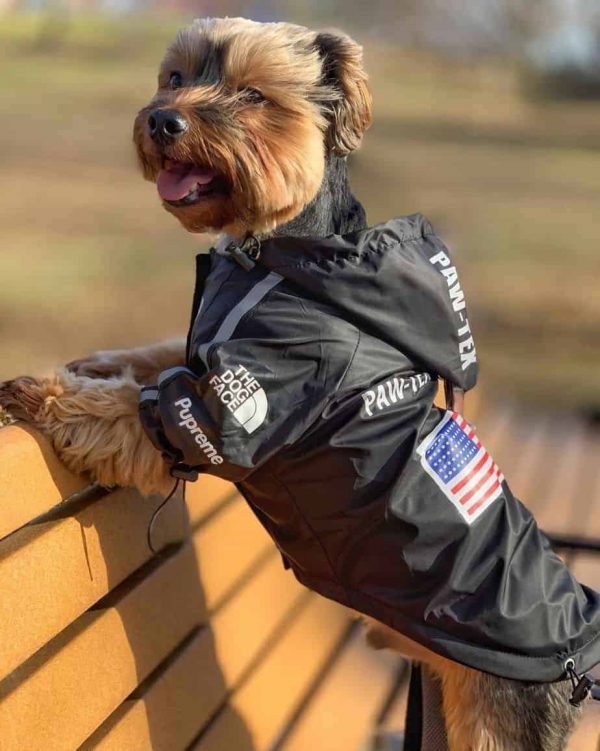 jacket for a yorkie dog