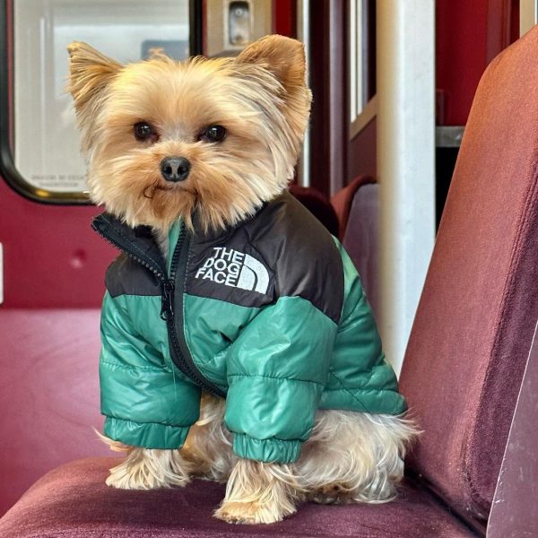 dog face yorkie jacket